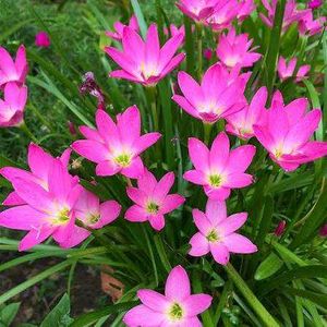 Diwali 🎇 offer Four combo flower plant
