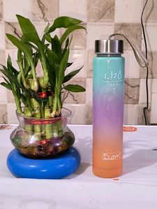 Water Bottle