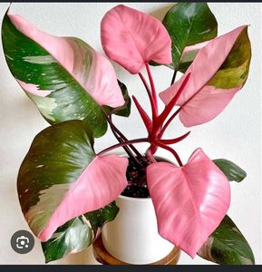 Pink Princess Philodendron Plant
