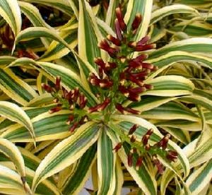 Set 2 Never..&amp; Pandanus veitchii Plant 🪴&amp; Pot