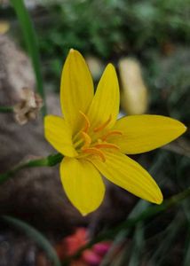 Yellow rain Lily Flowers seeds