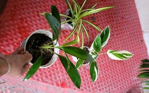 Pack 3 Dracaena Red Ruby &amp; Pandanus veitchii &amp; Nev