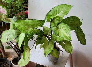 Set 3 Arrowhead Plants 🪴
