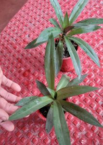 Pack 2.Moses-in-the-Cradle Plant🌵&amp;Pot
