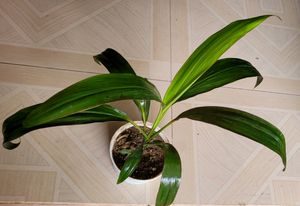 Set 2 Money Plant &amp; Syngonium Plans