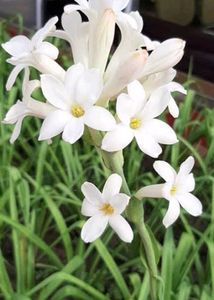 Combo Of 5 Plants @ Low Price