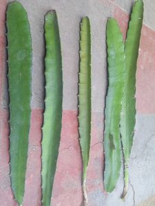 Dragon Fruit Cuttings Plant Live big plan