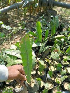 Bramh Kamal Flower Plant