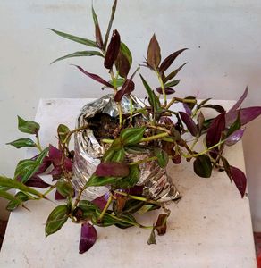 Combo zebrina Plant 🌱&amp;1pot