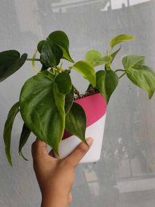 Oxycardium Plant In Self Watering Pot