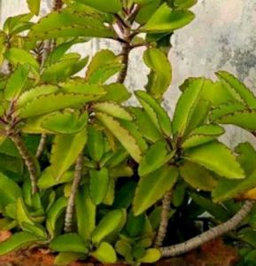 Pattarchatta plant
