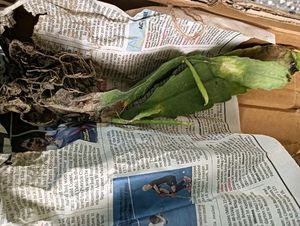 Bramh Kamal Flower Plant