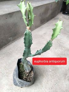 Assorted Cactus &amp; Succulent Plants