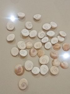 Gomti Chakra 1 Pcs In 80 Coin