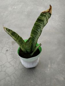 6 Plant combo