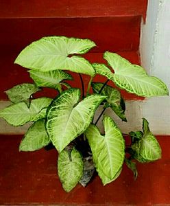 Plants Nephthytis (Syngonium)