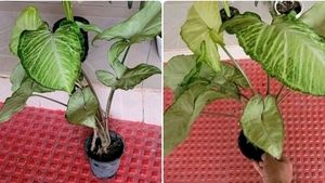 Pack 2 Evergreen Arrowhead Plant 🌵&amp; Pot