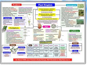 NEET Biology MindMaps