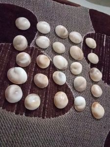 Gomti Chakra 1 Pcs In 80 Coin