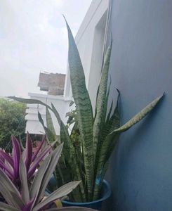 Buy snake plant