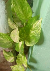 Money Plant ☘️