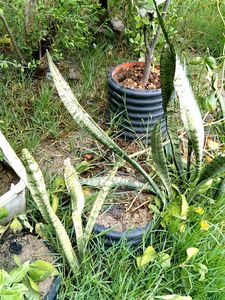Snake Plant