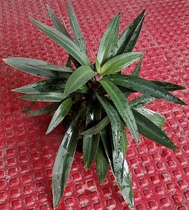 Moses-in-the-Cradle Plant🌵&amp; Pot