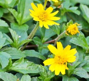 Combo Of aprajita plant And Wedelia