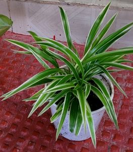 set 2 arrowhead vine &amp;  Spider plants 🪴