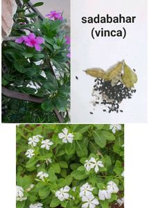 Big Bundle Of Plants And Seeds