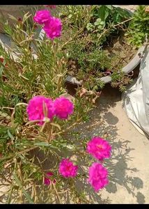 portulaca plant, gulduphariya ,7 types