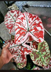 Thailand imported Caladium Plant