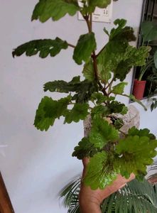 Set 4 Plectranthus Nitidus,Diffenchie,Purple Heart