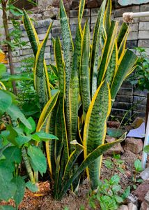 big verigeted snake plants