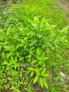 plants