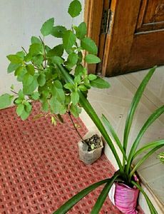 3 set  Colues &amp;Tulasi &amp; Lilly Plants