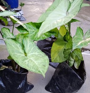 MoneyPlant Nursery