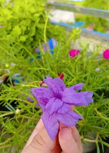 7 Live Plants With Roots