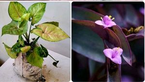2 Set 🪴 arrowhead vine &amp; Purple Heart 🌴plants