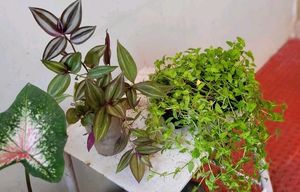 Pack 2 Zabrinic &amp;.Tradescantia fluminensis plants