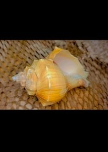 Natural Seashell Decor