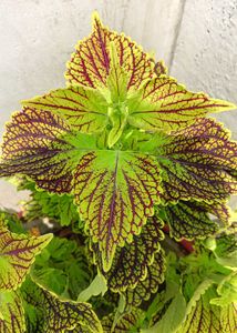 Coleus Live Plants