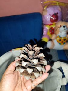 Natural Pine Cones