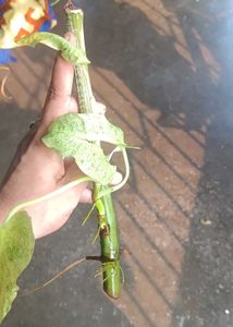Stunning Philodendron paraiso Verde Plant