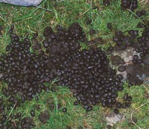 Organic Goat Manure For Plants