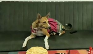 Small Pink Dog Dress