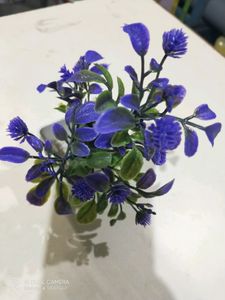 Beautiful ☘️☘️ Plant