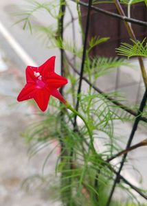 Vibrant Red Star Flower seeds