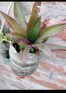 7 Plant Combo