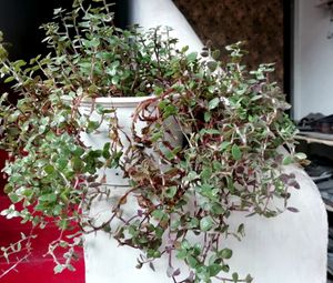 Callisia repens Plants 🌱&amp; pot